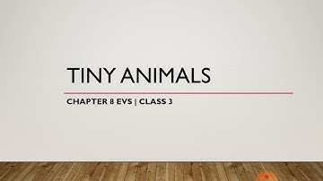 class 3 evs | Tiny animals
