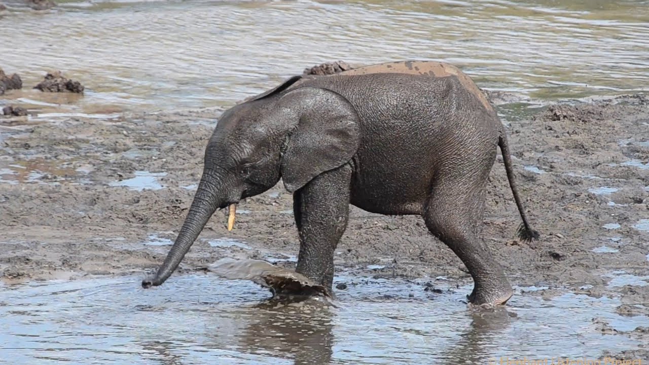 Amazing Elephant Calfs Taking Bath - Cool Baby Elephants - YouTube