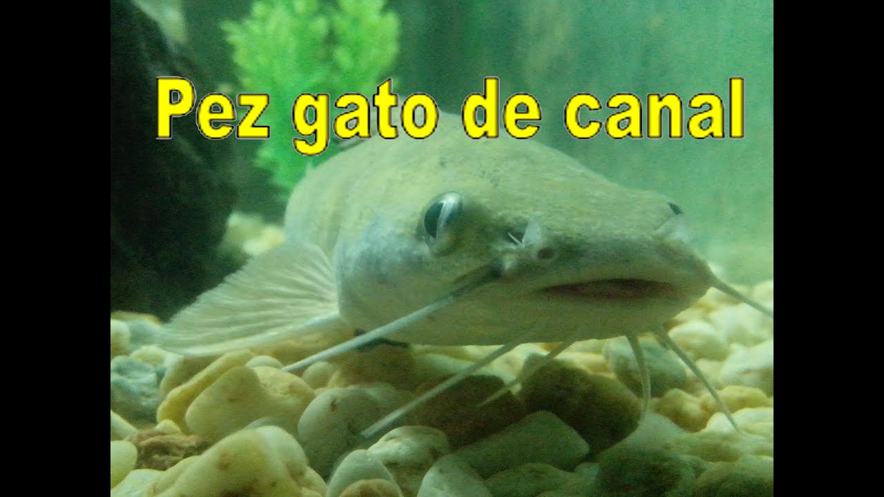 pez gato de canal características YouTube