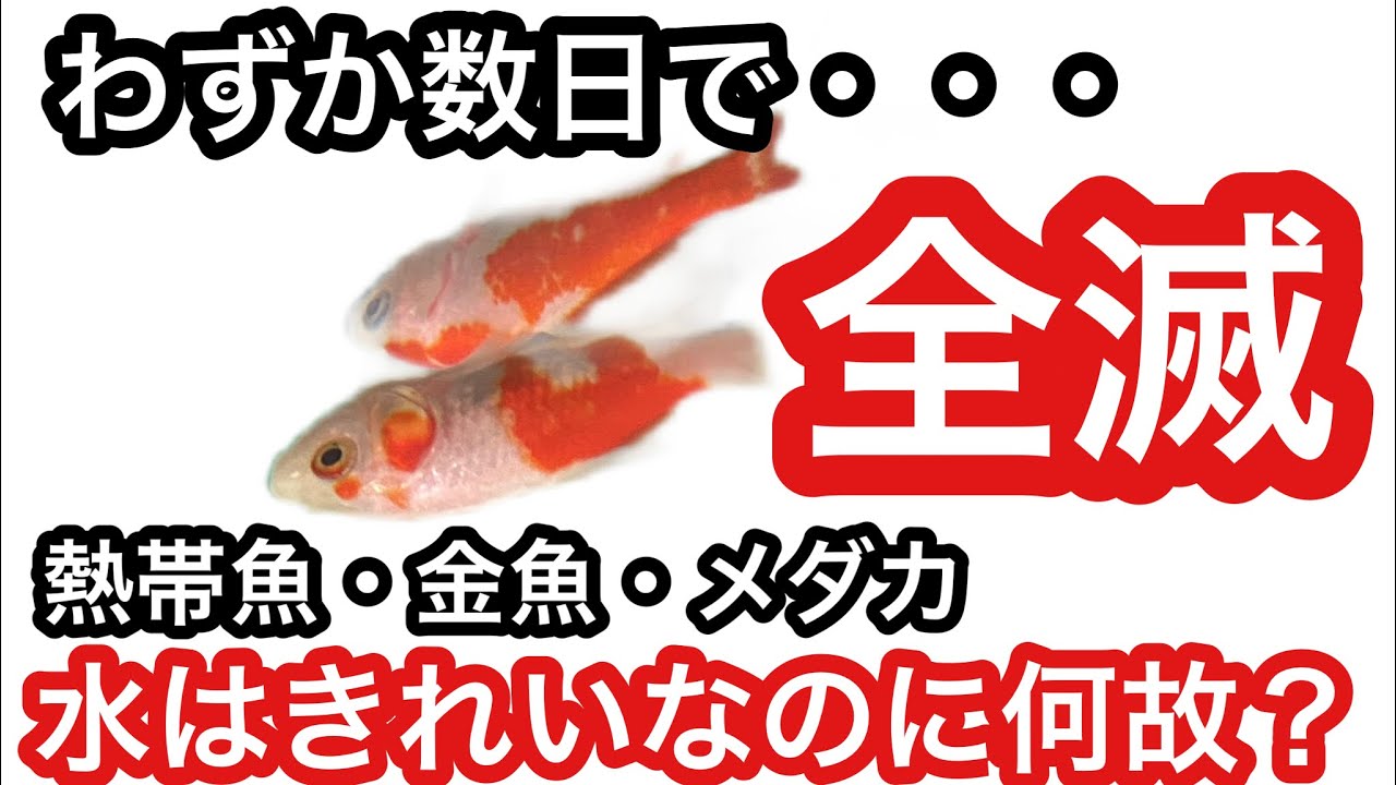 水槽も水もピカピカできれい でも熱帯魚やメダカが死んでしまう 本当の原因 Youtube