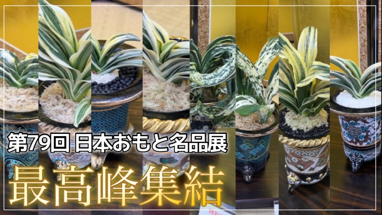 【万年青 おもと】全植物好きに送る。万年青の全国大会が凄すぎた件。