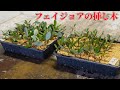 フェイジョアの挿し木【Feijoa cuttings】