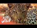 Animal Kingdom: Wild Dogs And Leopards (Wildlife Documentary) | Real Wild