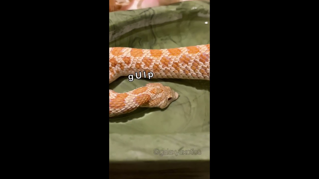 DID SOMEBODY SAY SALAMI 