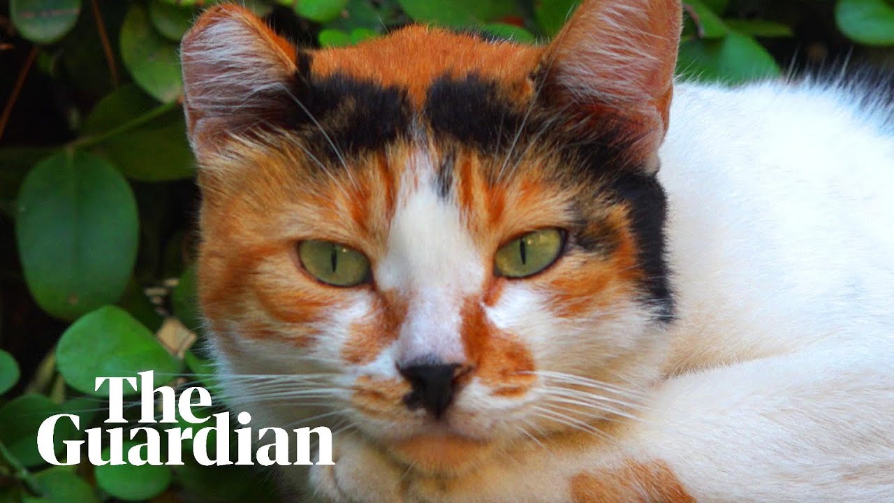 Could Beirut soon become the new cat capital of the Middle East?