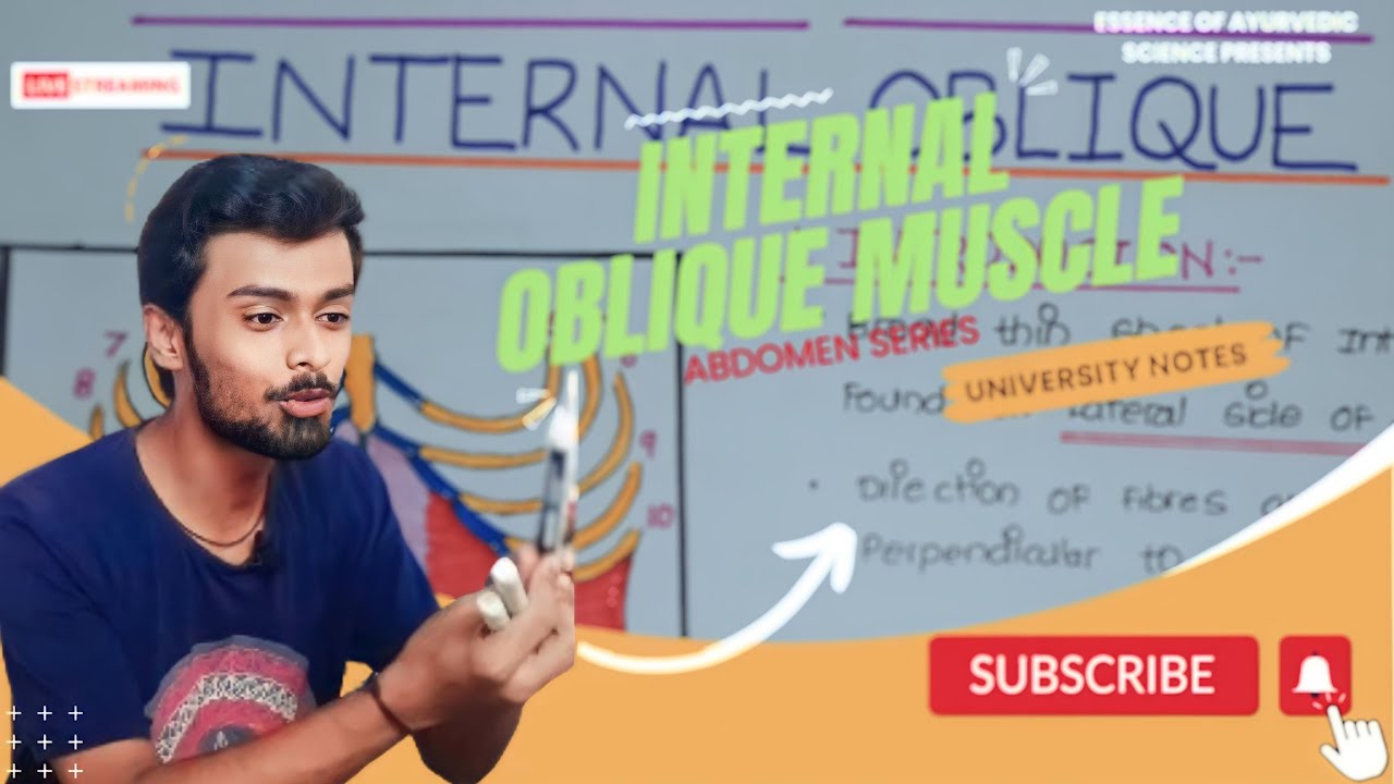 Abdominal Muscles 2 Internal Oblique Muscle University Notes