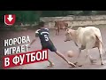 Корова играет в футбол в Гоа