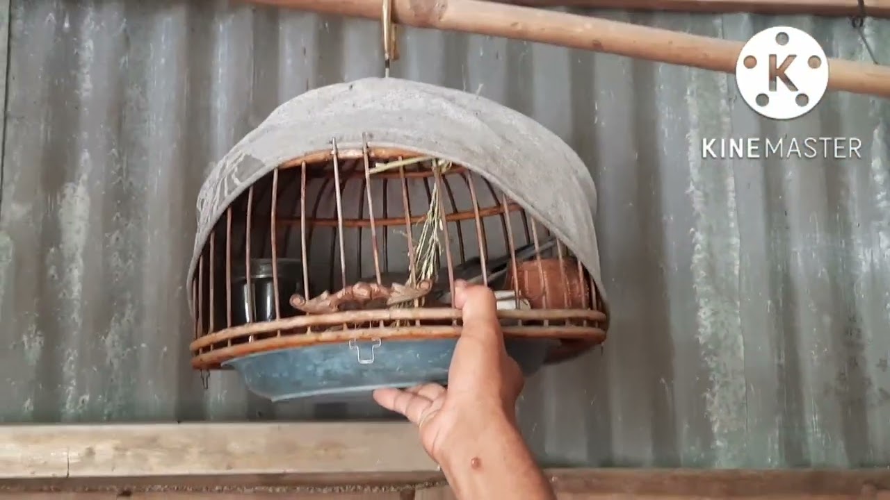 anh Minh giới thiệu dàn cu gáy bổi nổi kèm của anh cho anh em xem tham khảo ( phần 1 )