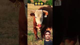 Https:youtube.com/Shorts/Sxsaummej8Y?Si=Zsparwm0Esz2E 😂🐄🐂 Resimi