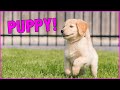 Golden Retriever Puppy Meets Daisy and Duke 😍