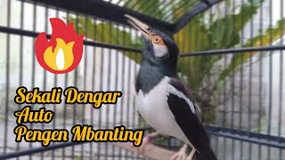 Jalak Suren Memanggil Lawan. Jalak Suren Ikut Nyaut #jalaksurengacor
