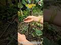 Efficient Branch Bending Tool in Action 🌿🛠️