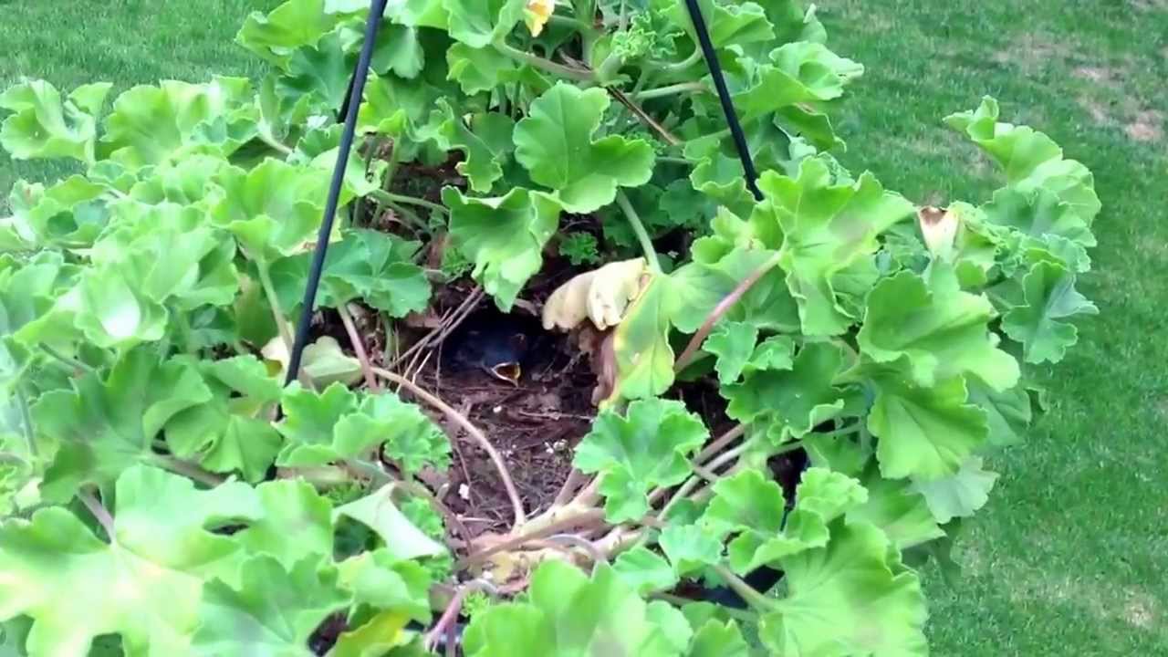 Wren nest in hanging plant - YouTube