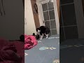Cats Fight Club | Funny cats, dogs and animals ep34 #shorts #viral #cat #funnycats