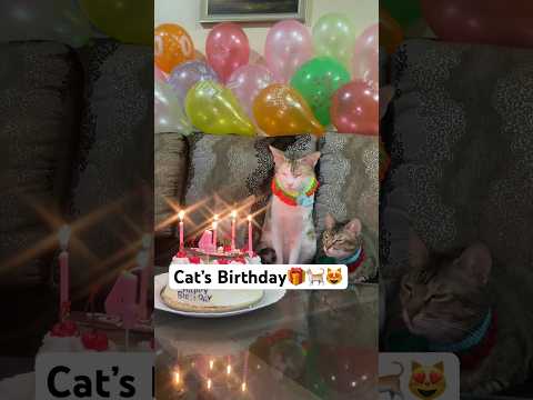 Cat celebrating their
