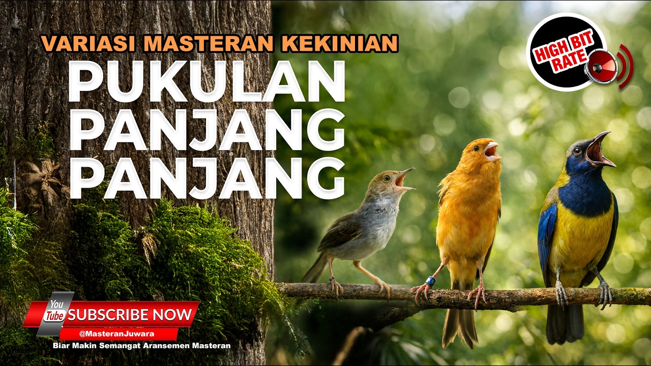 🔴 Live Masteran Pukulan Panjang Panjang Cucak Cungkok Gacor Kenari Sejalur Gacor Prenjak Tir