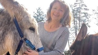 How to put a halter on a donkey & Why and How to use a training lead #burro #donkey