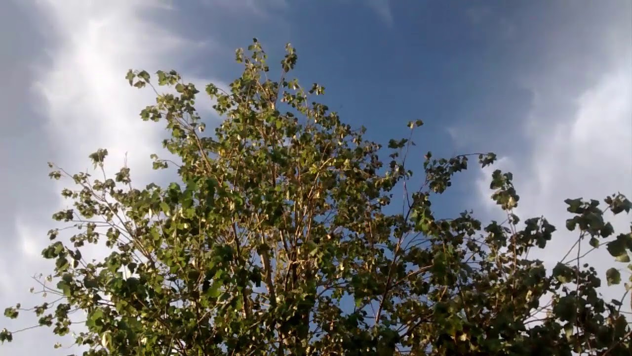 Sonido del viento en las hojas de los arboles en la Laguna de Ranchos -  YouTube