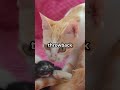 Cat Kneading Secrets Revealed! 🐾