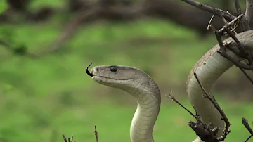 What plants attract snakes?