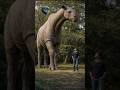 Paraceratherium: Mamalia Darat Terbesar yang Pernah Hidup di Bumi #hewanpurba #faktaunik