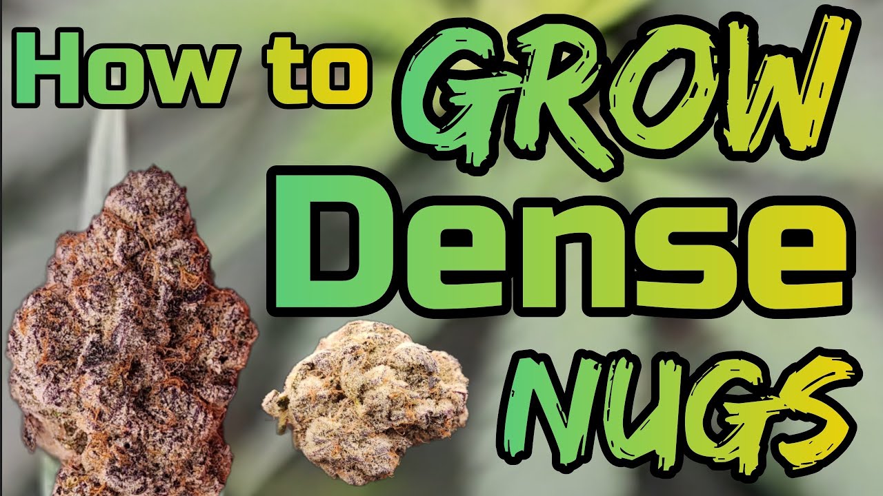 Выращивайте плотные шишки, #FC6500