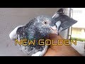 Golden pigeons are more powerful than eagles   new and old golden pigeons breeds details