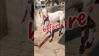 Bakre ko mota taja karn ke liy kya khilay goat goatforsale goat_milk shorts subscribe vairal