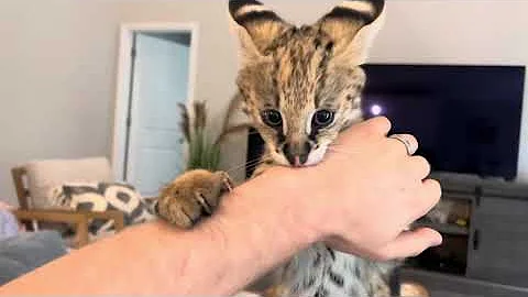 Video 3306551: serval cat kitten, wild african serval pet, african serval pet eats, serval house cat