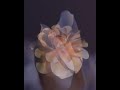 Reverence Promo