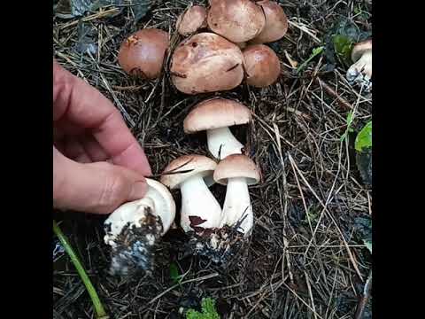 Рядовка бело-коричневая - Сбор осенних грибов в сосновом лесу -  Днепр.область - 24.09.2021 #Shorts