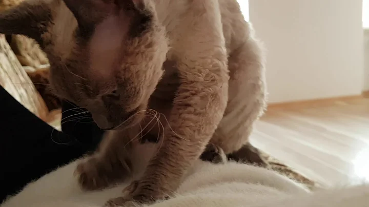 Watch the video about Devon Rex Point Love