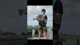 Caught Two Black Drum