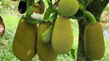 Chia Sẽ Cách Cắt Tỉa Trái Mít Indo Ruột Đỏ Xơ Vàng - Loại Bỏ Trái Xơ Đen, Trái Biến Dạng.