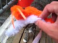 Forget Paul the Octopus: Jari the Cat predicts Netherlands - Spain