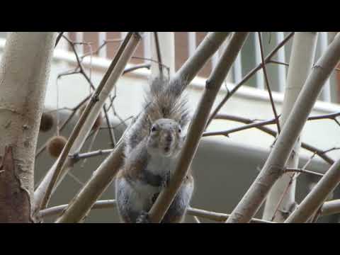 Video: Gli scoiattoli emettono un cinguettio?
