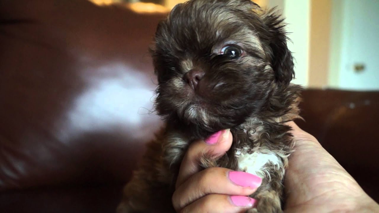 Shih tzu puppies 6 weeks old YouTube
