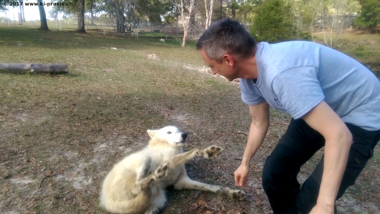 Arctic wolf honor - YouTube