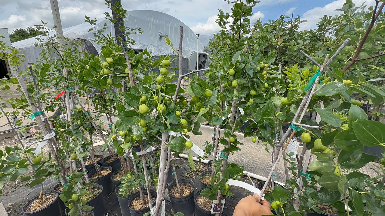 VƯỜN CÂY GIỐNG CỦA NGƯỜI VN ~ JOSEPH NURSERY