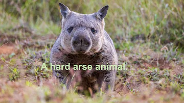 The Northern hairy-nosed wombat is a real hard arse.