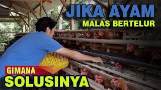 MENGATASI PRODUKSI TELUR YANG TURUN | CARA TERNAK AYAM PETELUR