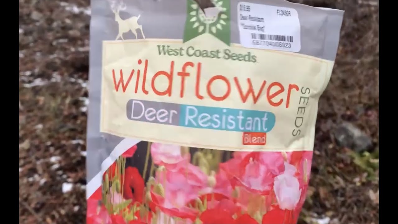 Planting Wildflower Seeds Episode 61 YouTube
