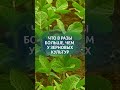 Как понять, что растениям не хватает бора? #удобрение #сельскоехозяйство #агроном #агро
