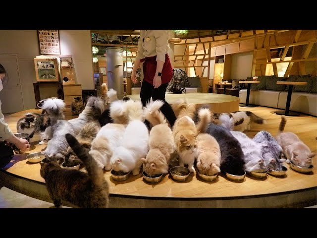 Japan's most famous🐈cat café was the perfect place to spend the