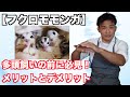 【フクロモモンガ】多頭飼いの良い点と難しい点