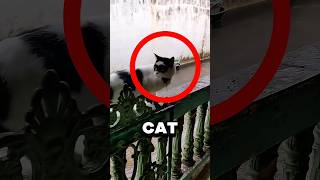 He Found A Superhero Cat