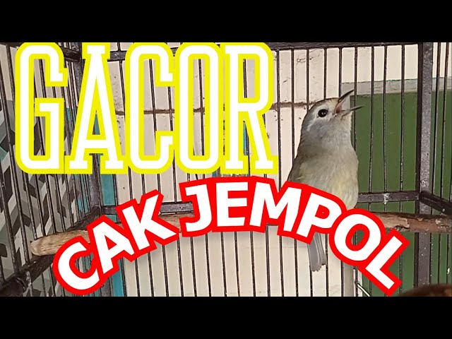 CAK JEMPOL GACOR class=