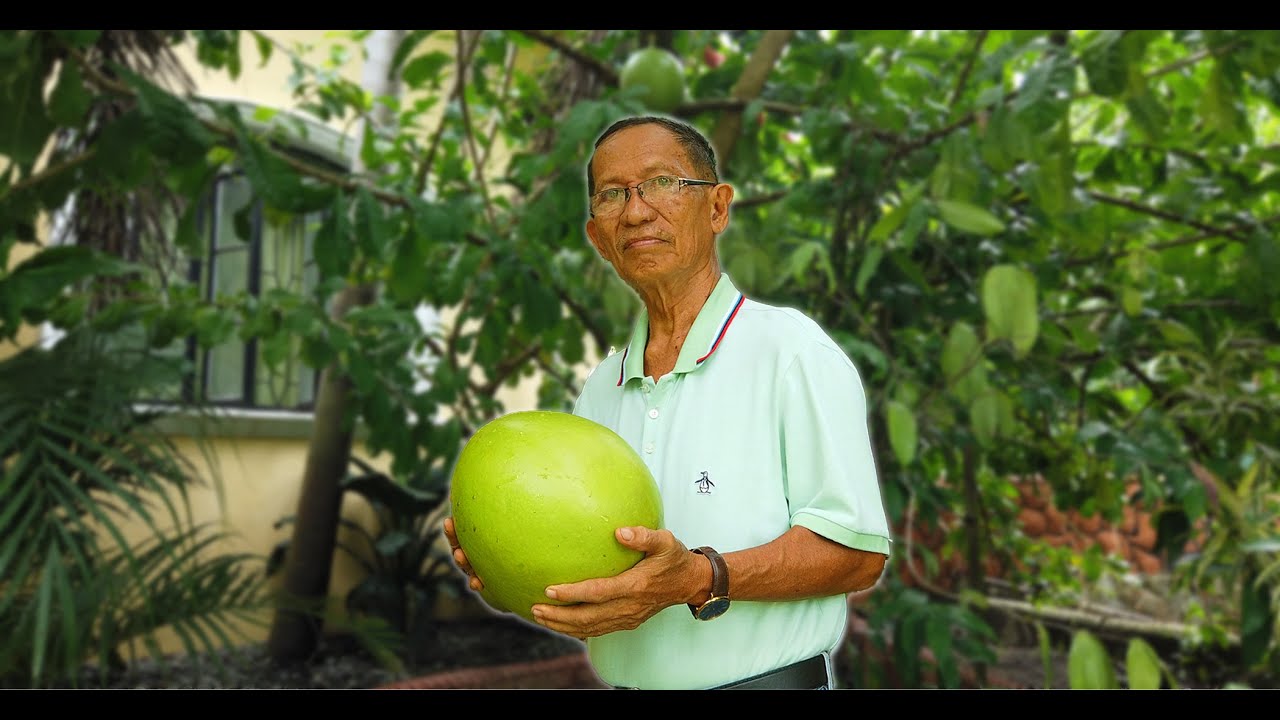 Health benefits of calabash tree (miracle fruit). YouTube