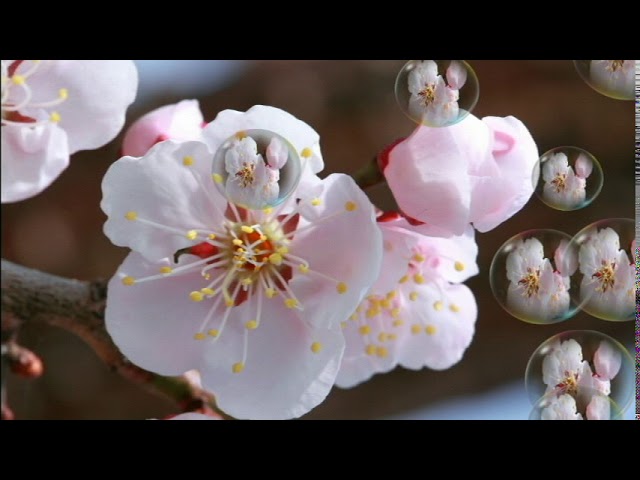 在 YouTube 上观看 봉은주 ~ 사랑의 미련