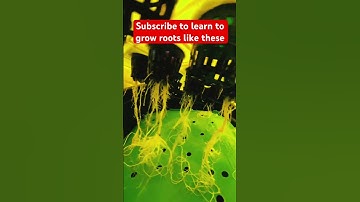 Learn to grow massive roots fast! #dwc #diy #howto #shorts